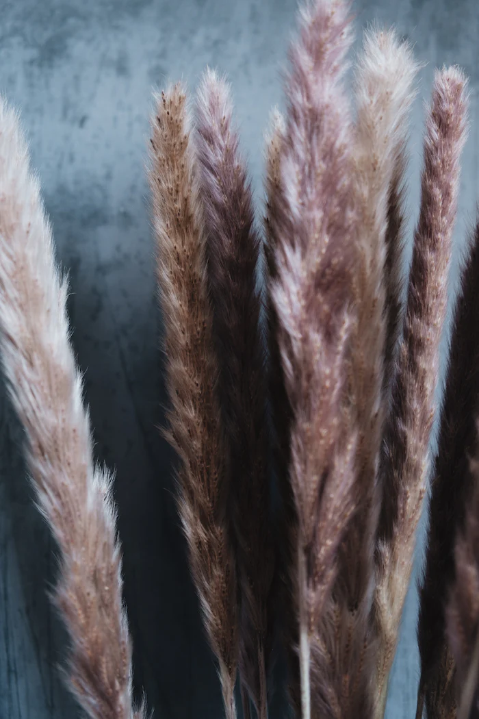 Dried Pampas Grass Bunch - Image 4