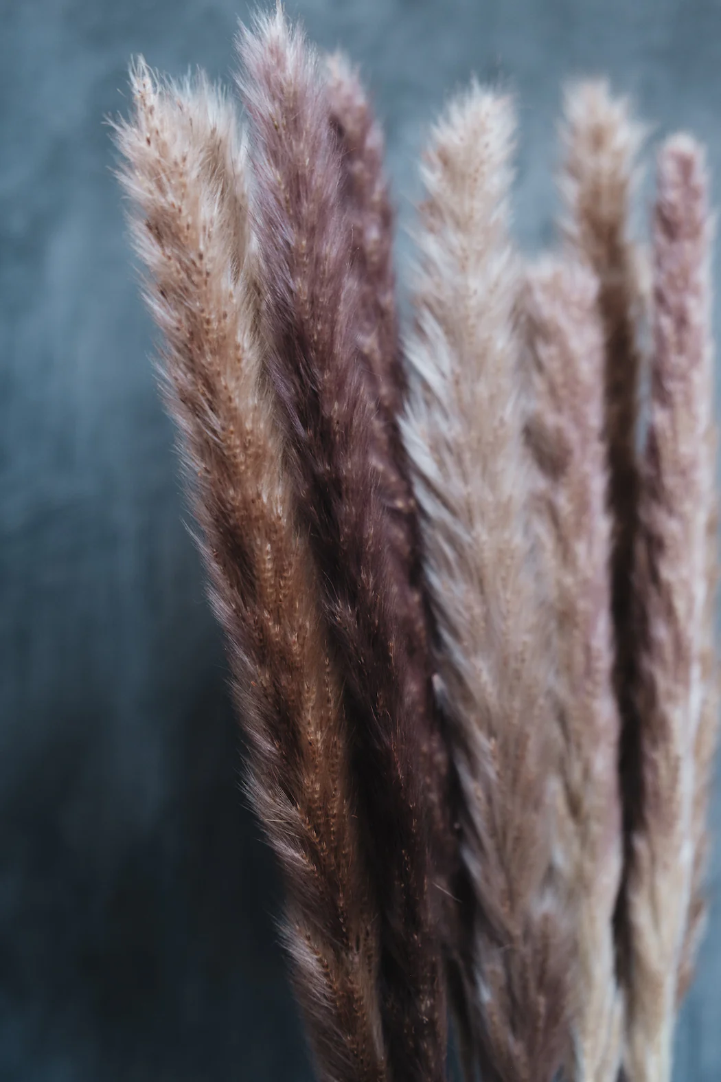 Dried Pampas Grass Bunch - Image 5